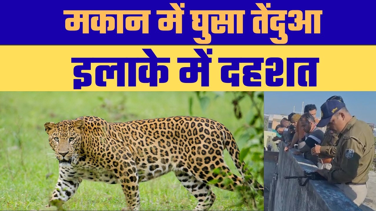 मंदसौर के संजीत नाका क्षेत्र में निर्माणाधीन मकान में घुसा तेंदुआ, वन विभाग की टीम मौके पर, रेस्क्यू जारी