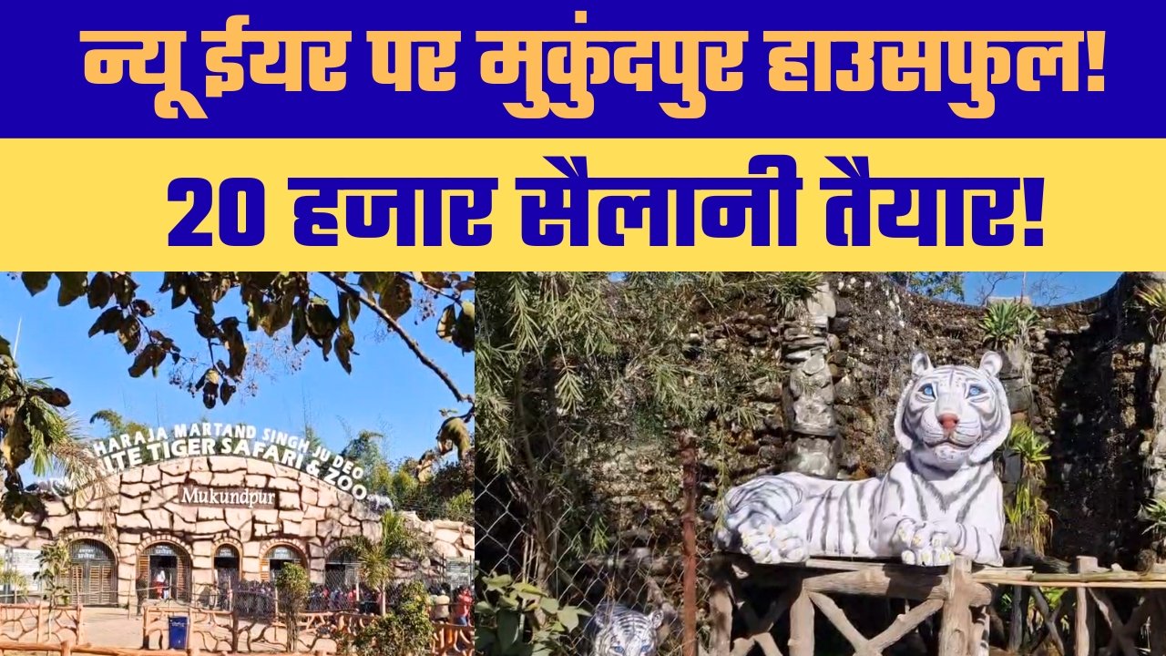 न्यू ईयर पर सफारी तैयार 20 हजार पर्यटकों की उम्मीद