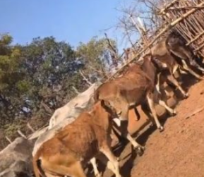 अटरिया पंचायत का अवैध बाड़ा: क्रूरता का भयावह सच