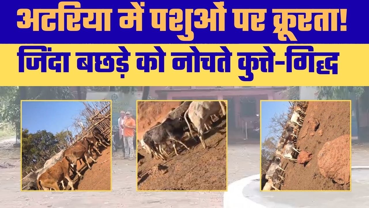 अटरिया पंचायत का अवैध बाड़ा: क्रूरता का भयावह सच