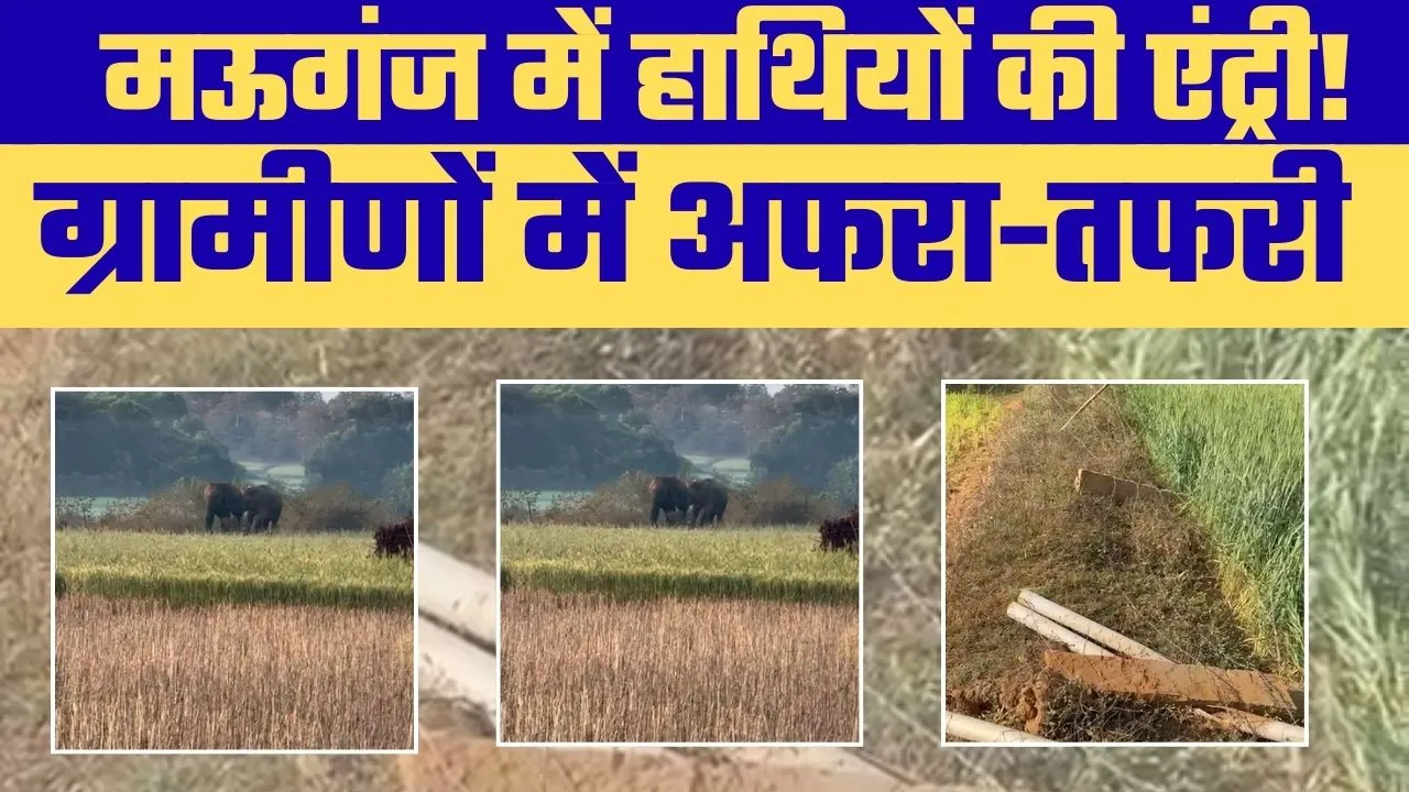 हनुमना में हाथियों की एंट्री से दहशत, वन विभाग Alert