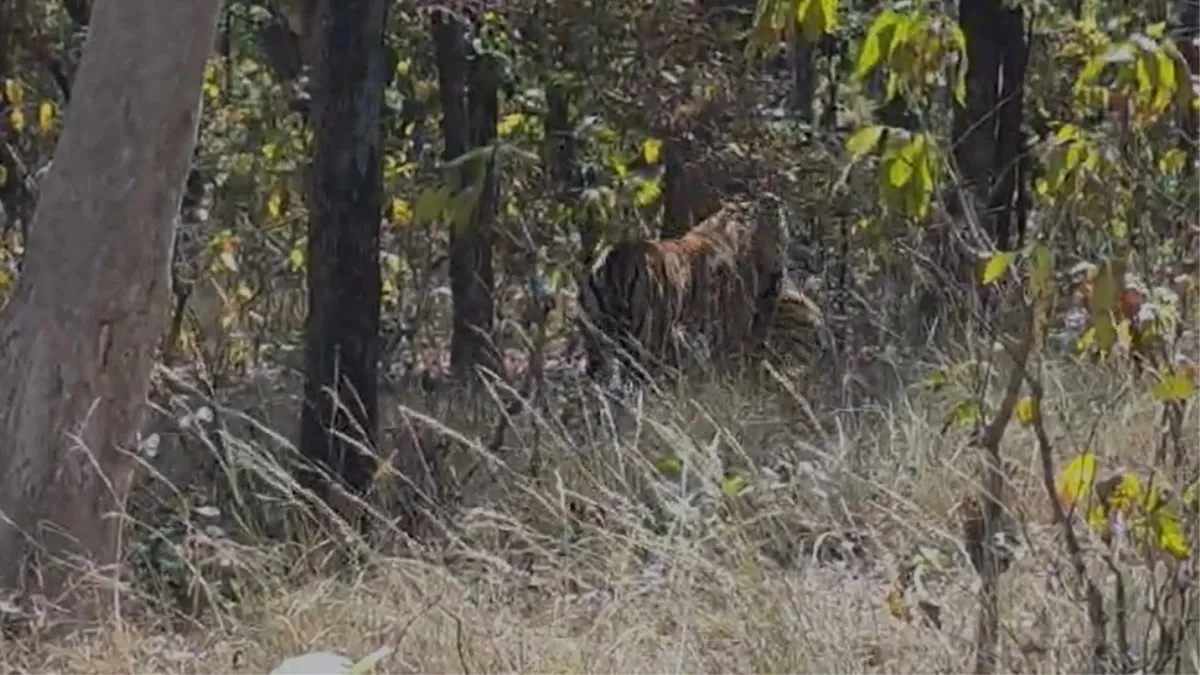 संजय टाइगर रिजर्व में हैरान करने वाली घटना