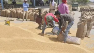 MP में किसानों को बड़ी राहत: अब जिले के किसी भी केंद्र पर बेच सकेंगे गेहूं
