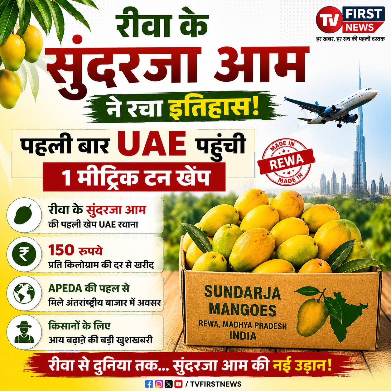 रीवा के सुंदरजा आम ने रचा इतिहास, पहली बार UAE पहुंची 1 मीट्रिक टन की खेप