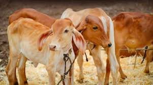 गाय को राष्ट्रीय पशु घोषित करने की मांग: