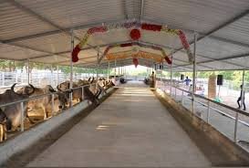 गाय को राष्ट्रीय पशु घोषित करने की मांग: