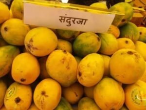 रीवा के सुंदरजा आम ने रचा इतिहास: