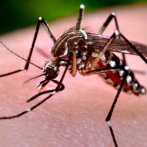 Dengue Fever: